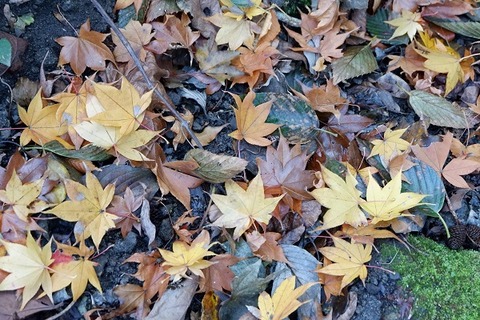 DSCF3204-L