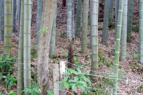 DSCF2970-L