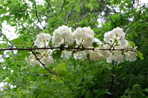 DSCF2968-L