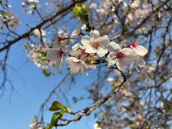 2025年春の桜