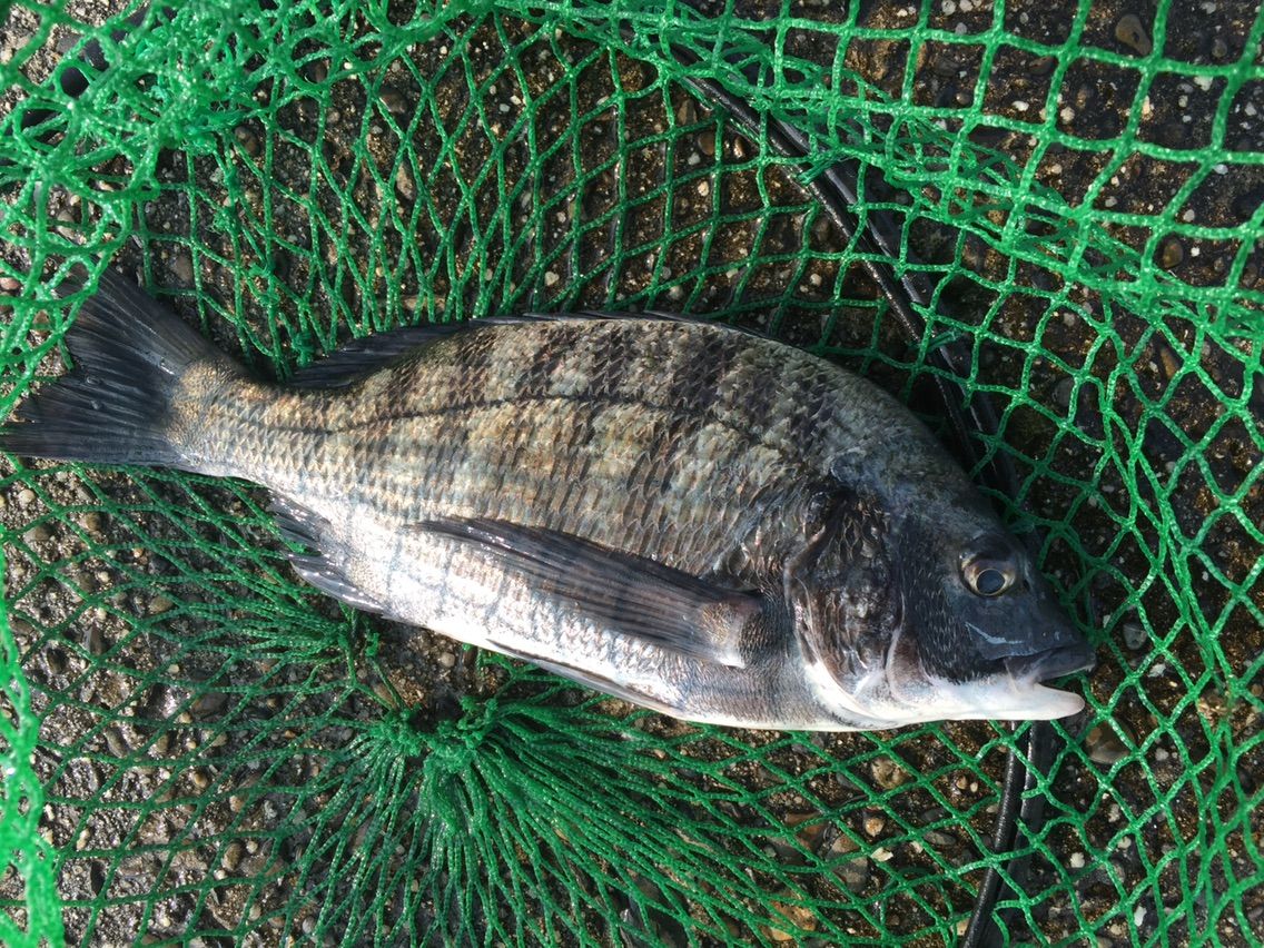 広島チヌ釣り遠征 2日目 宇品沖白灯台 さくら渡船 ひとり妄想トーナメンターの挑戦と苦悩 広島チヌ釣り遠征 2日目 宇品沖白灯台 さくら渡船 ひとり妄想トーナメンターの挑戦と苦悩