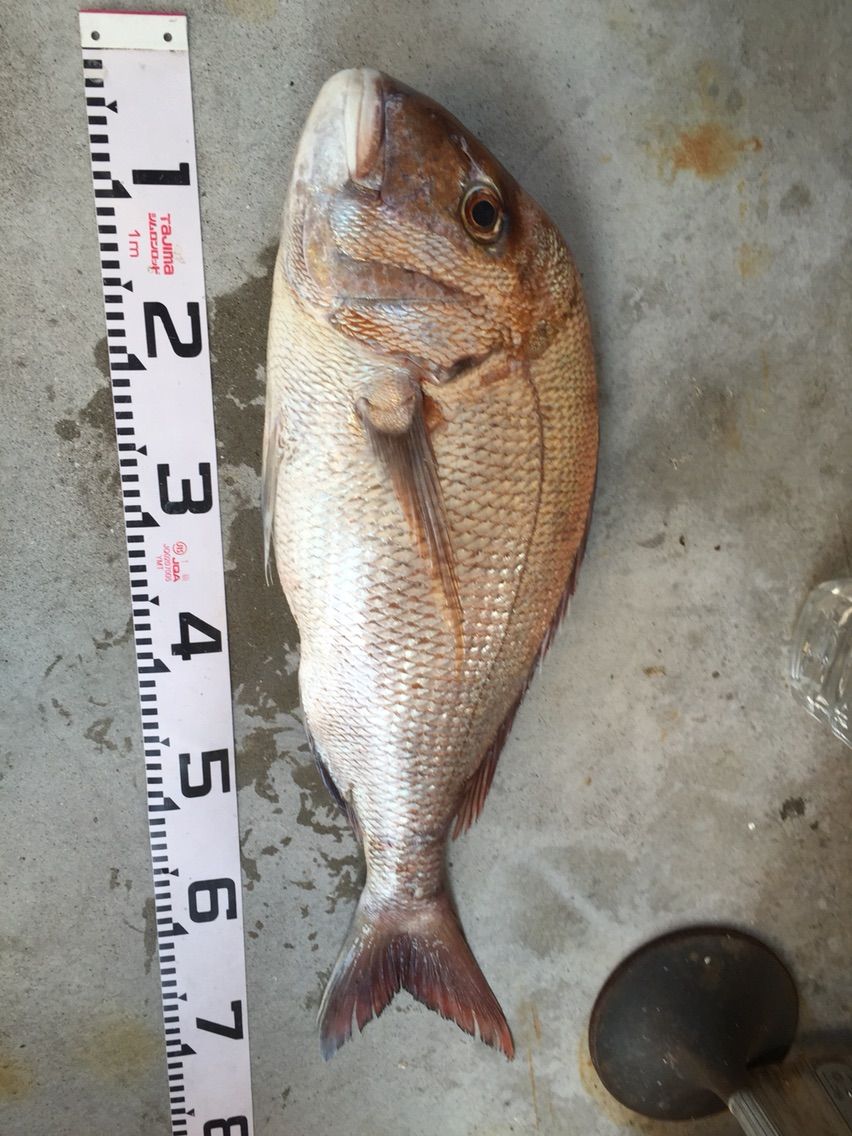 広島チヌ釣り遠征 2日目 宇品沖白灯台 さくら渡船 ひとり妄想トーナメンターの挑戦と苦悩 広島チヌ釣り遠征 2日目 宇品沖白灯台 さくら渡船 ひとり妄想トーナメンターの挑戦と苦悩