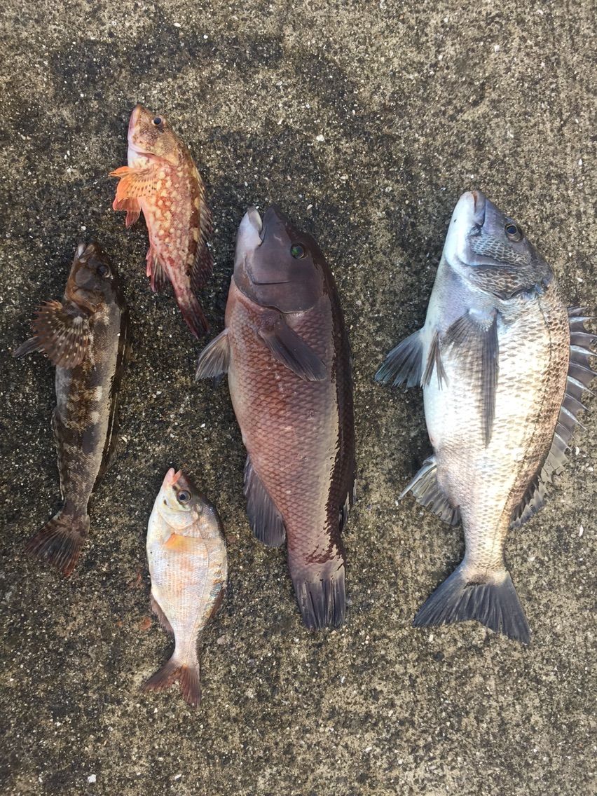 笠岡沖チヌ釣行 1 9 北木島 豊浦地波止 ひとり妄想トーナメンターの挑戦と苦悩