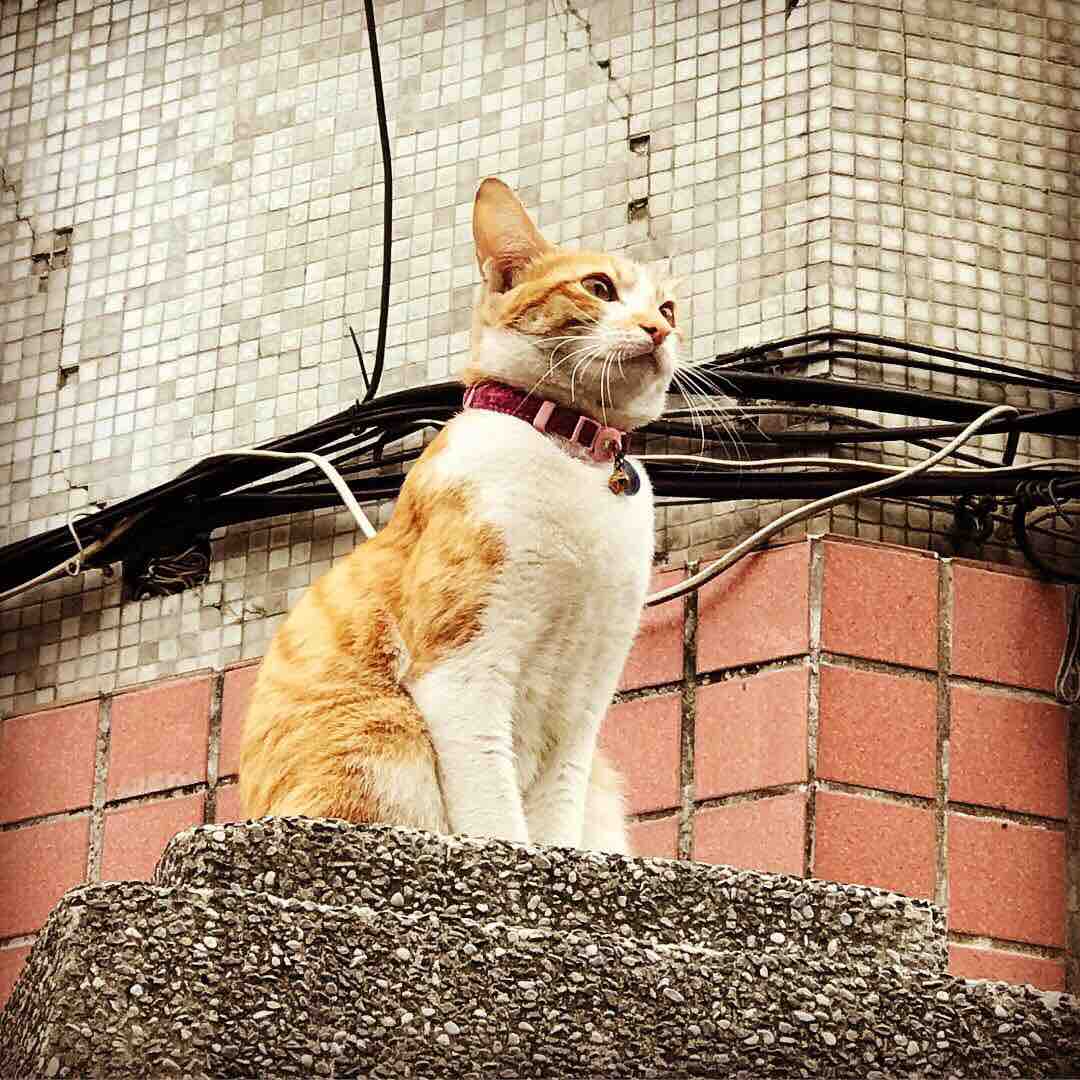 猫侍 南の島へ行く 妄想特急999 Powered By ライブドアブログ