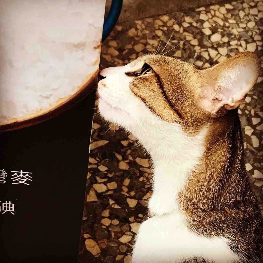 猫侍 南の島へ行く 妄想特急999 Powered By ライブドアブログ