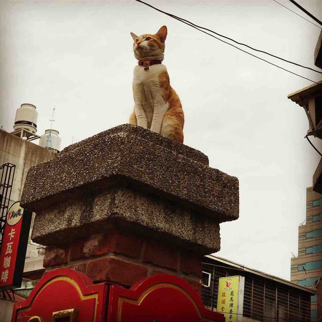 猫侍 南の島へ行く 妄想特急999 Powered By ライブドアブログ