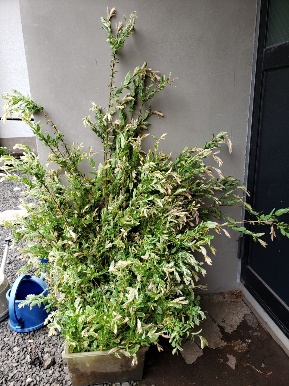 花壇と家庭菜園 手入れ記録 Livedoor Blog ブログ 花壇と家庭菜園 手入れ記録 Livedoor Blog ブログ