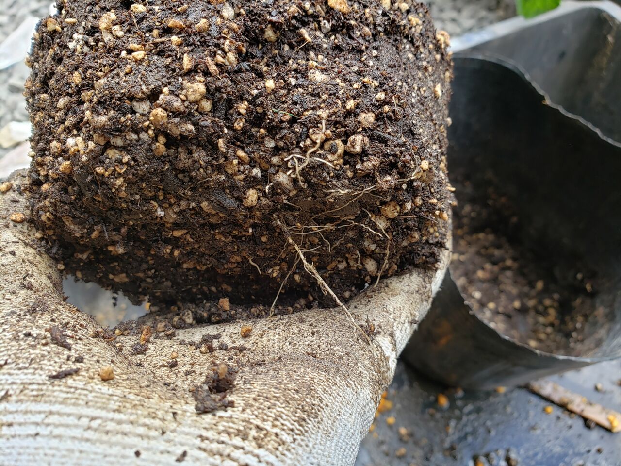 ゴールドコイン 挿し芽 : 花壇と家庭菜園 手入れ記録