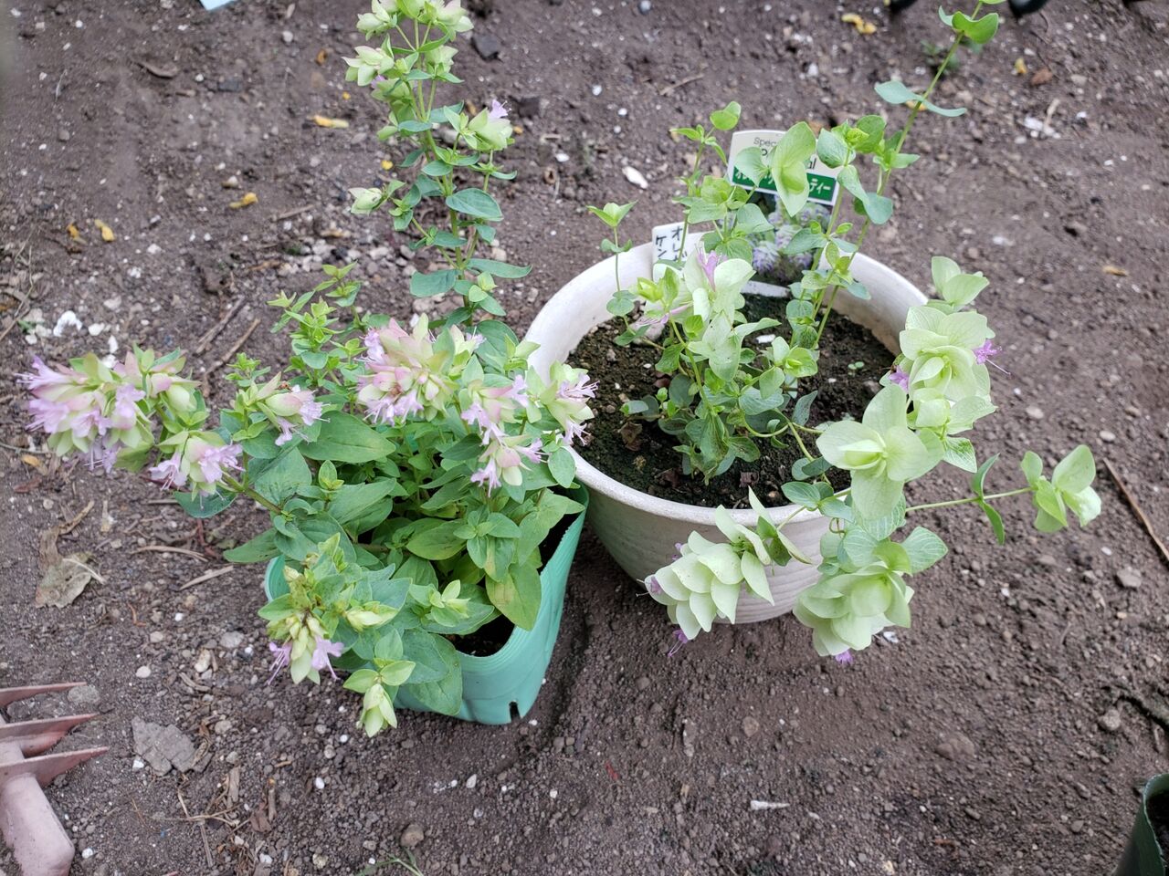 オレガノ ケントビューティーがなんか変 小さくなった 花壇と家庭菜園 手入れ記録