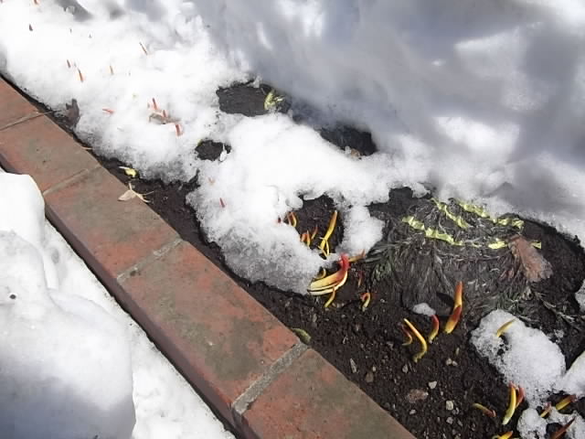 雪の下のチューリップ 花壇と家庭菜園 手入れ記録
