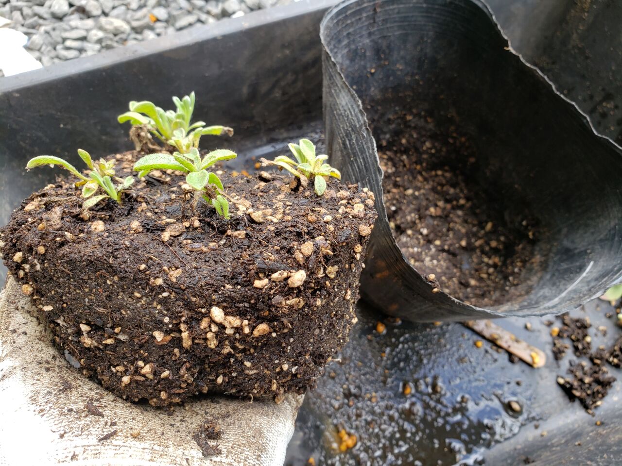 ゴールドコイン 挿し芽 : 花壇と家庭菜園 手入れ記録