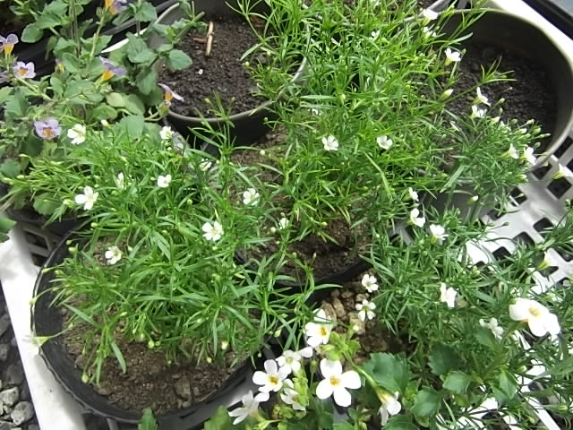 今年の新入り ４ ジプソフィラジプシー かすみ草 花壇と家庭菜園 手入れ記録