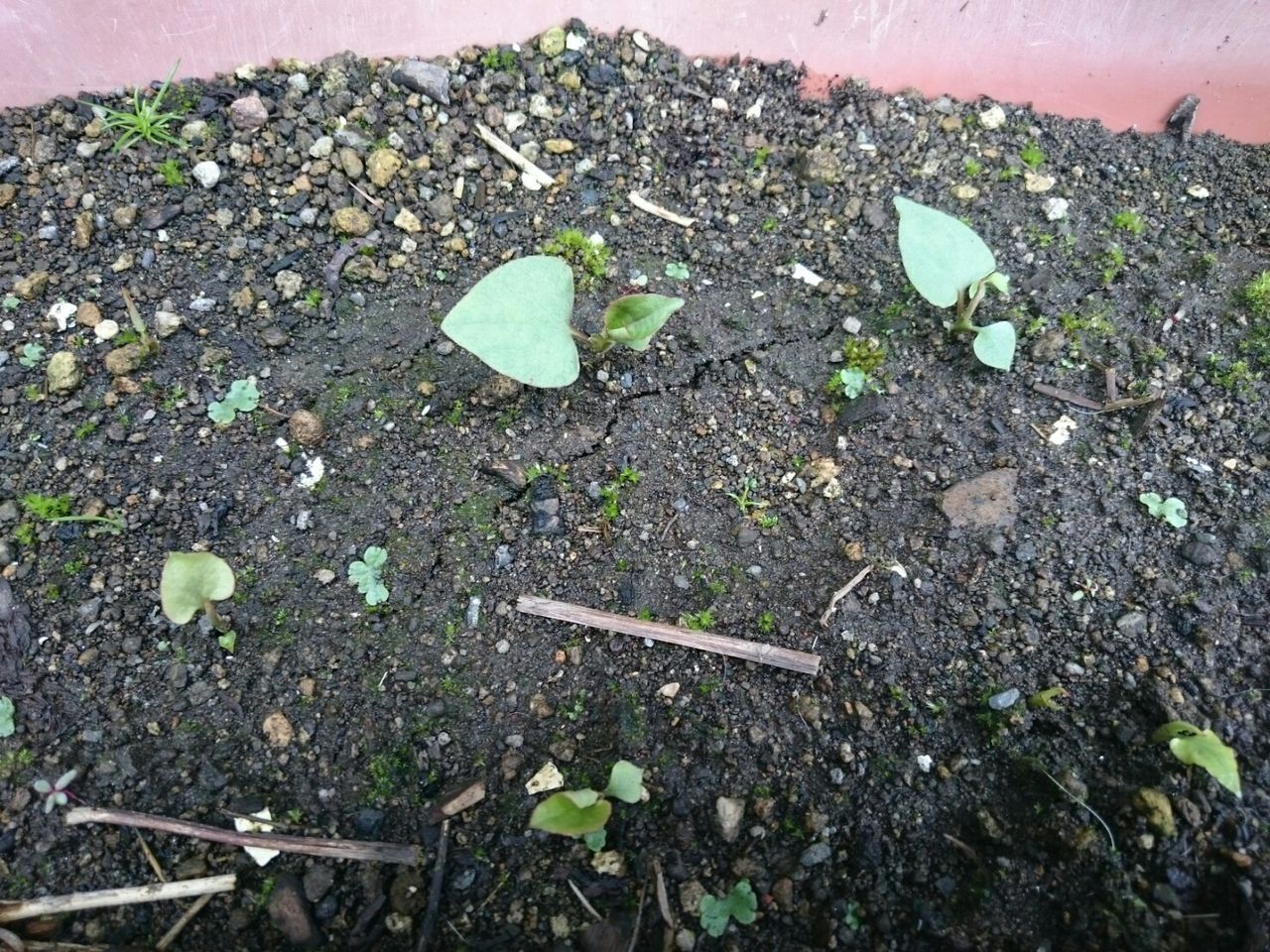 ドクダミ栽培計画のその後 花壇と家庭菜園 手入れ記録