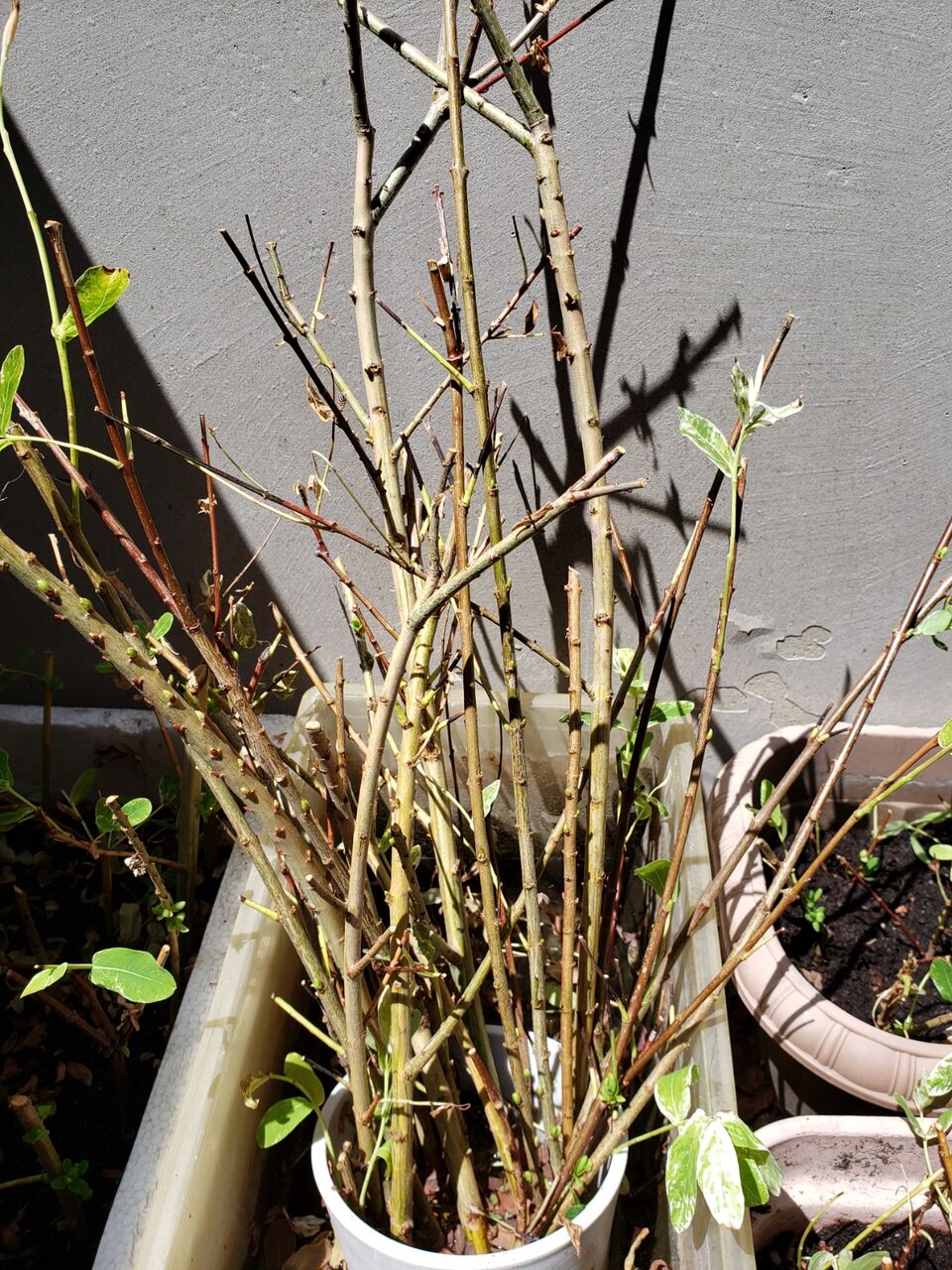 ネグンドカエデ・フラミンゴの挿し木 : 花壇と家庭菜園 手入れ記録