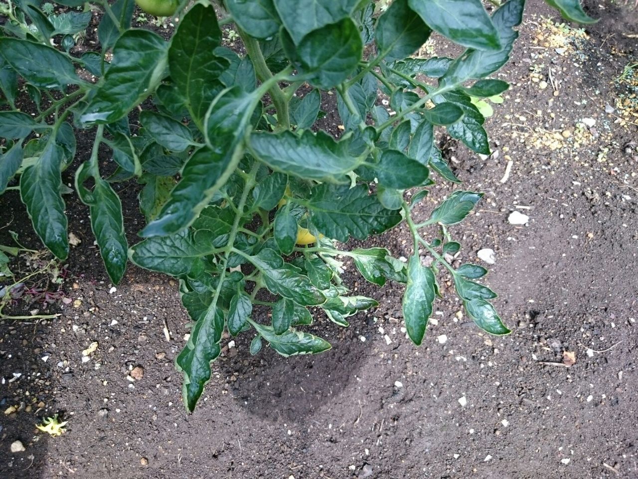 トマトの葉が丸まる 花壇と家庭菜園 手入れ記録