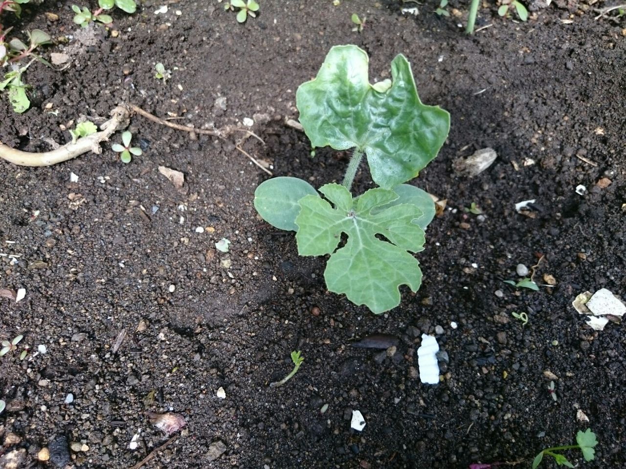 思わぬところから 何の芽 花壇と家庭菜園 手入れ記録 思わぬところから 何の芽 花壇と家庭菜園 手入れ記録