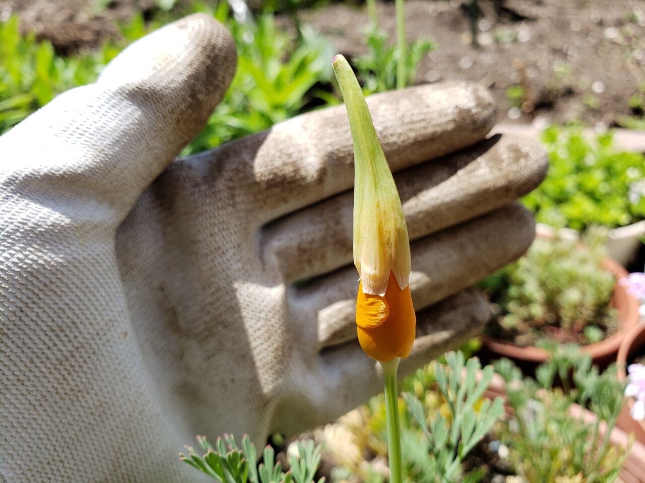 カリフォルニアポピー 花の咲き方 花壇と家庭菜園 手入れ記録