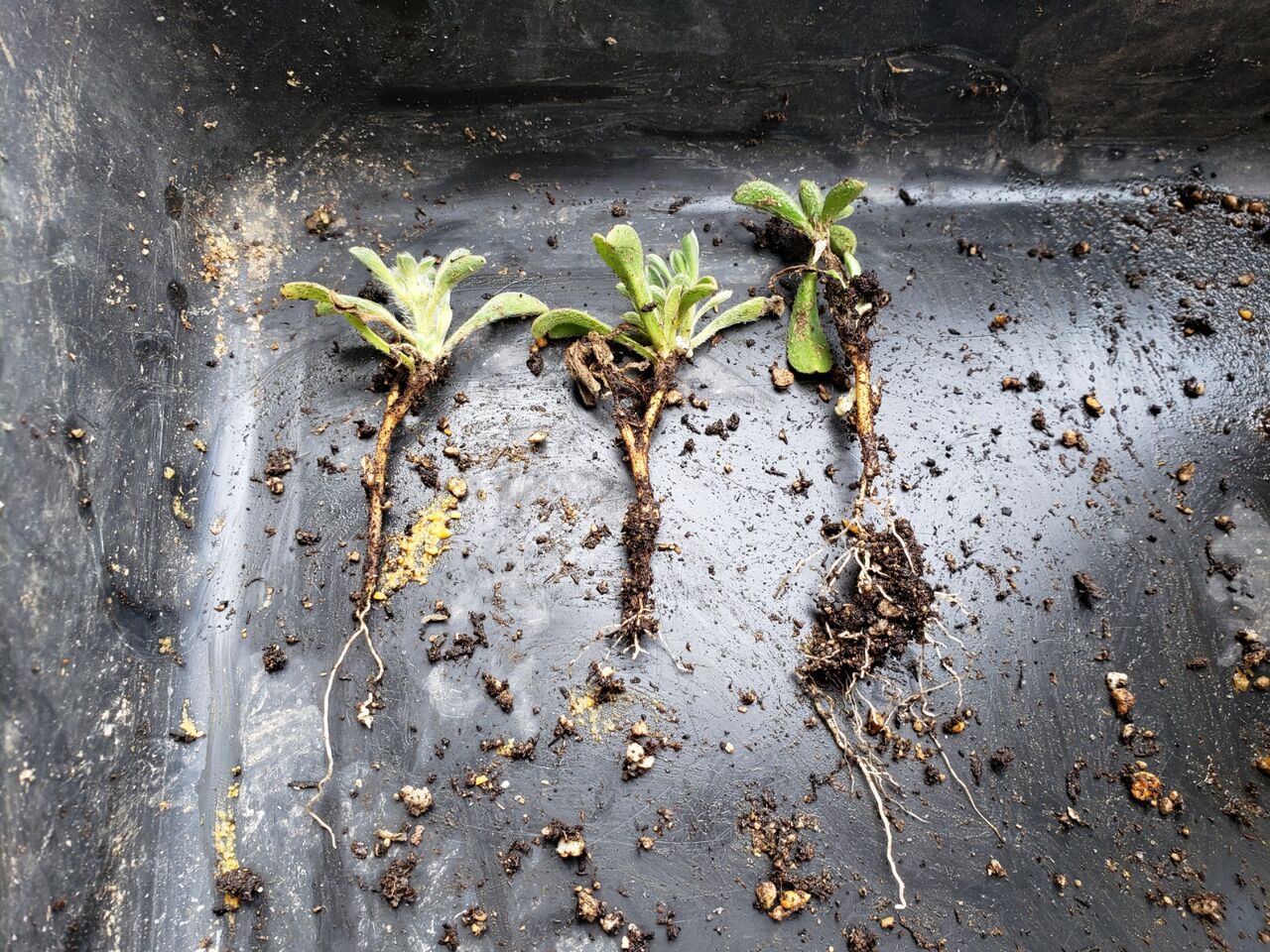 ゴールドコイン 挿し芽 : 花壇と家庭菜園 手入れ記録