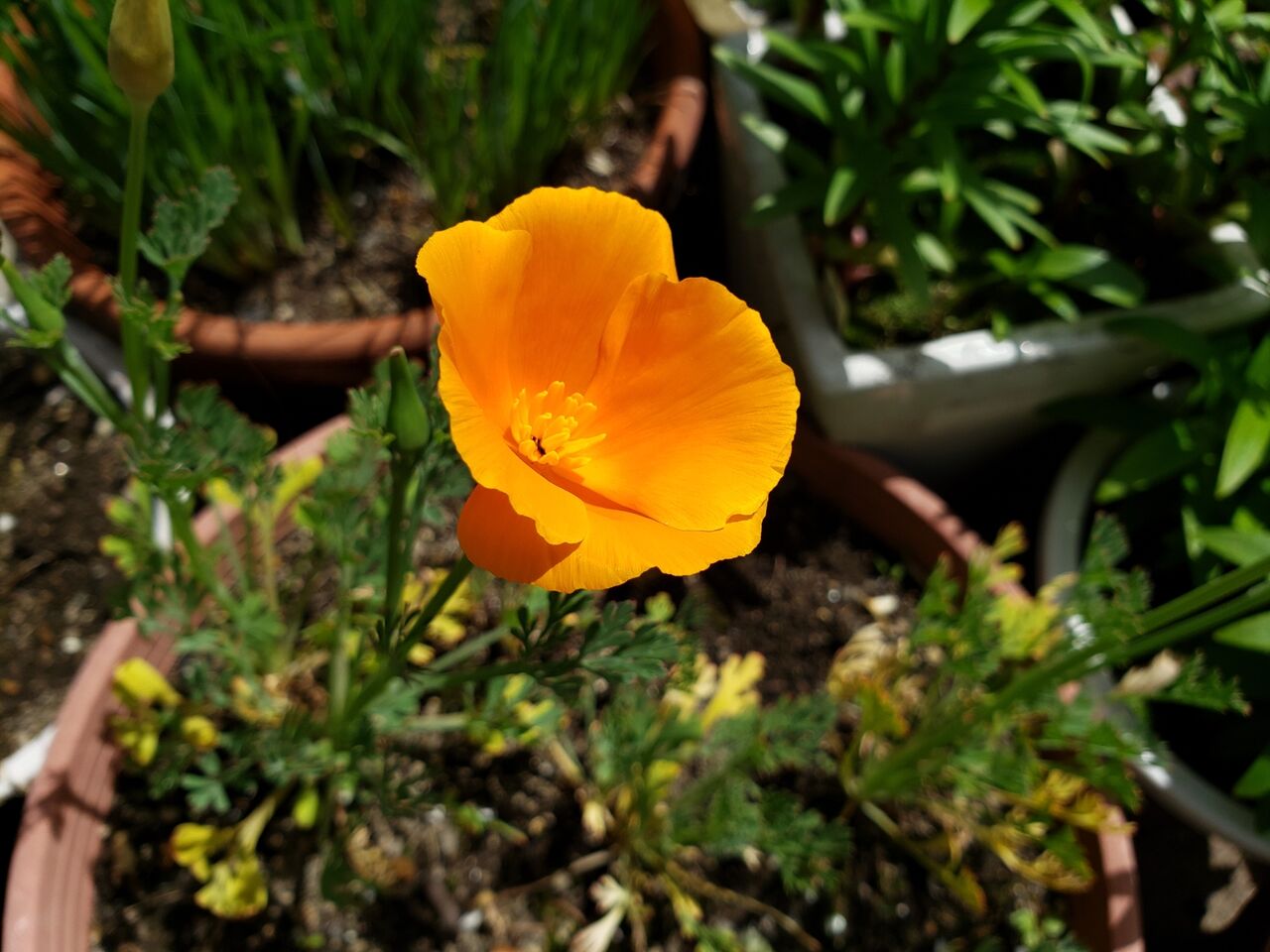 カリフォルニアポピー 花の咲き方 花壇と家庭菜園 手入れ記録
