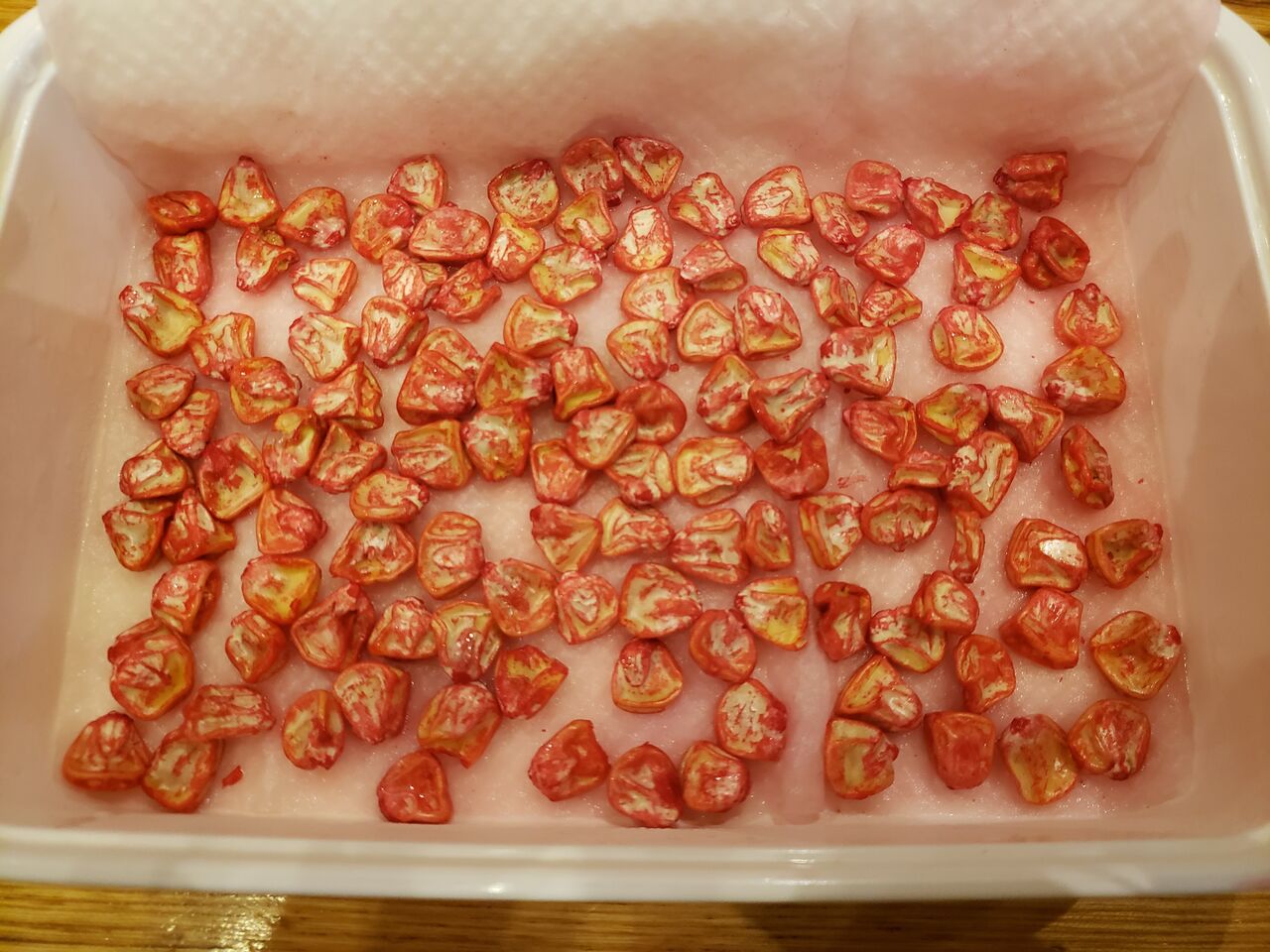 とうもろこしの芽出し ハニーバンタム苗づくり 花壇と家庭菜園 手入れ記録