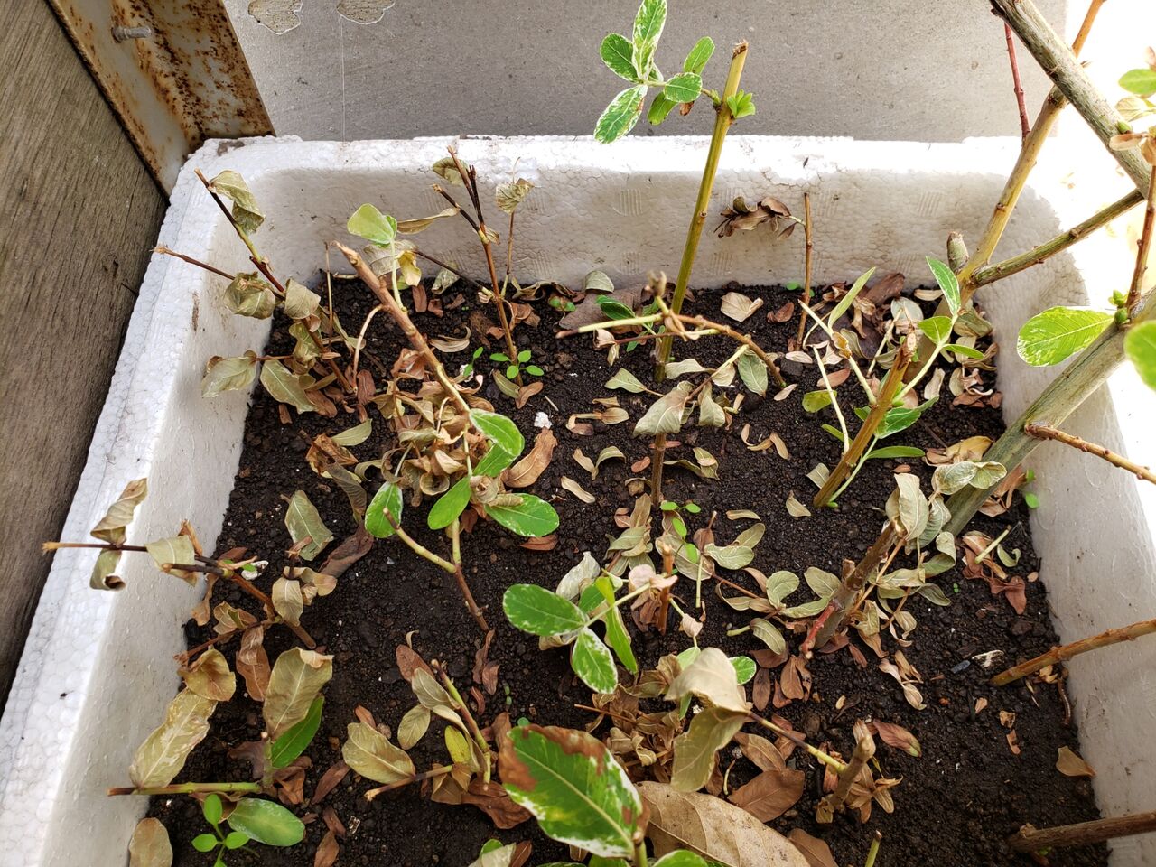 花壇と家庭菜園 手入れ記録 Livedoor Blog ブログ 花壇と家庭菜園 手入れ記録 Livedoor Blog ブログ