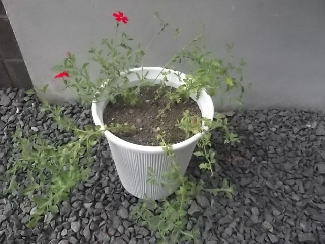 サンブリテニアの挿し芽 その4 花壇と家庭菜園 手入れ記録 サンブリテニアの挿し芽 その4 花壇と家庭菜園 手入れ記録