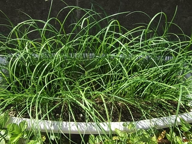 植え替えした幅広ニラ 花壇と家庭菜園 手入れ記録 植え替えした幅広ニラ 花壇と家庭菜園 手入れ記録
