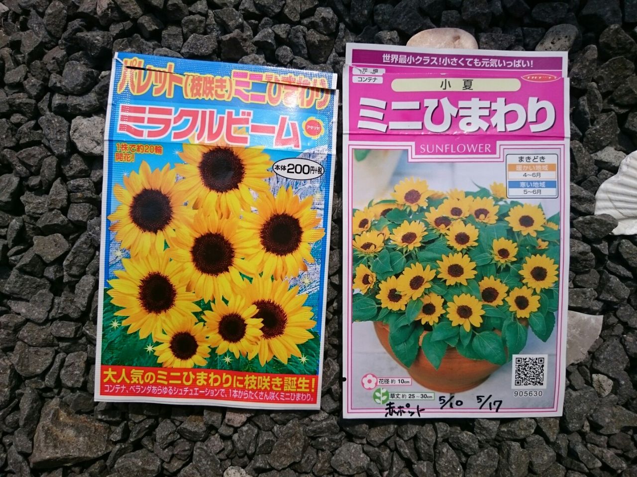 ミニひまわりの種まき 花壇と家庭菜園 手入れ記録