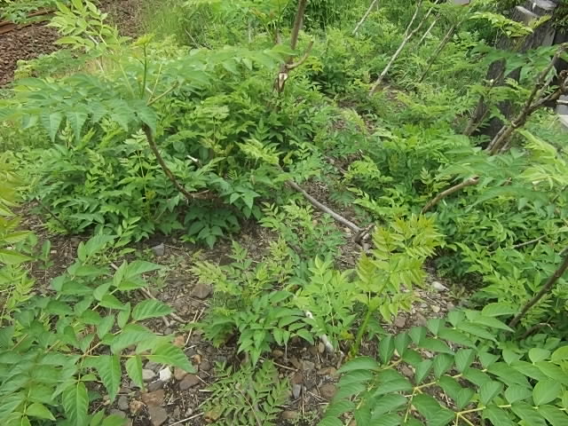 タラの木の剪定 花壇と家庭菜園 手入れ記録