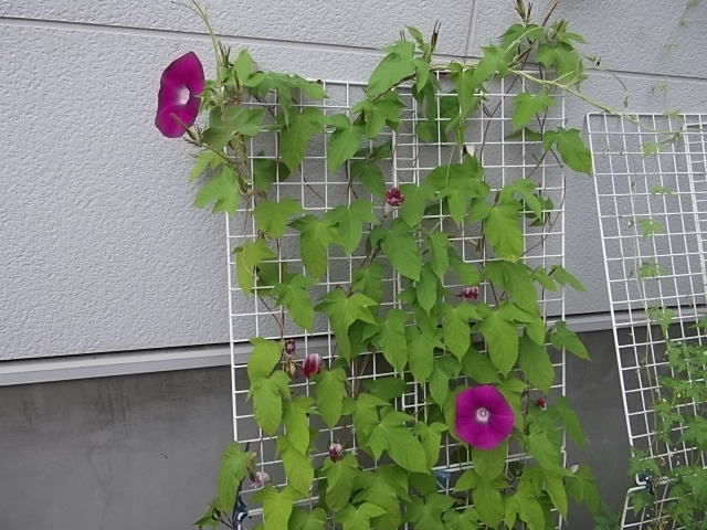 我が家のお花 花壇と家庭菜園 手入れ記録