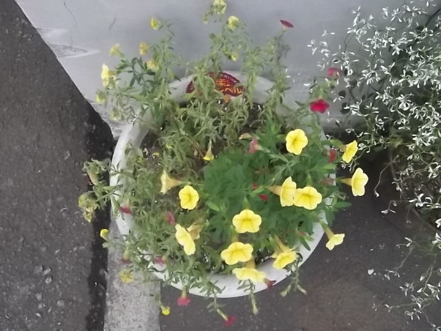 ミリオンベルの根腐れ 花壇と家庭菜園 手入れ記録