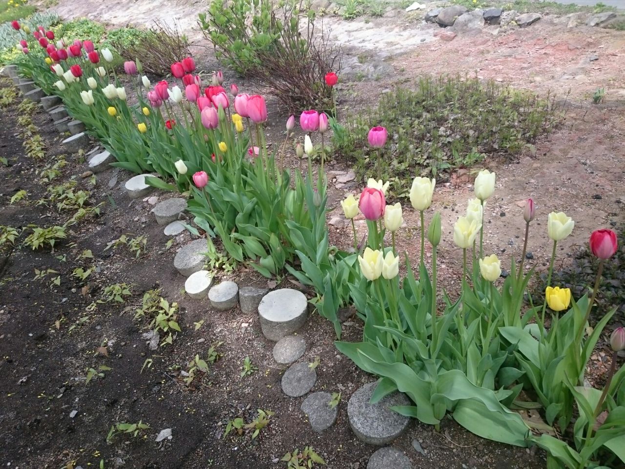 チューリップが花盛りです 花壇と家庭菜園 手入れ記録