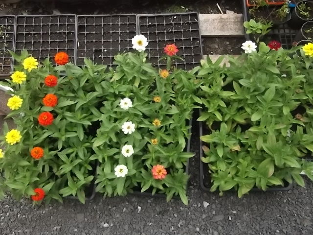 ジニアプロフュージョン開花 花壇と家庭菜園 手入れ記録 ジニアプロフュージョン開花 花壇と家庭菜園 手入れ記録