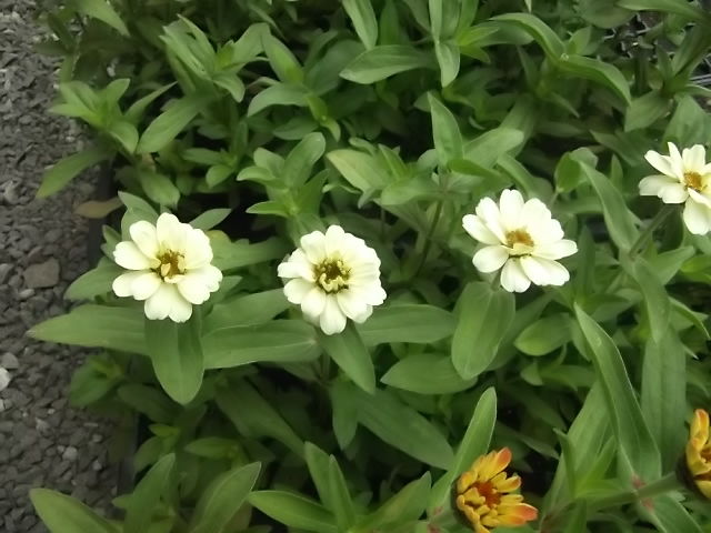 ジニアプロフュージョン開花 花壇と家庭菜園 手入れ記録