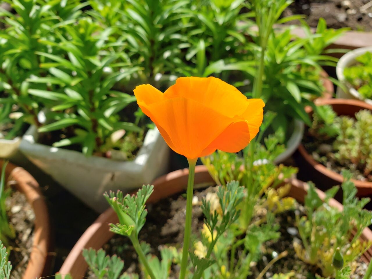 カリフォルニアポピー 花の咲き方 花壇と家庭菜園 手入れ記録