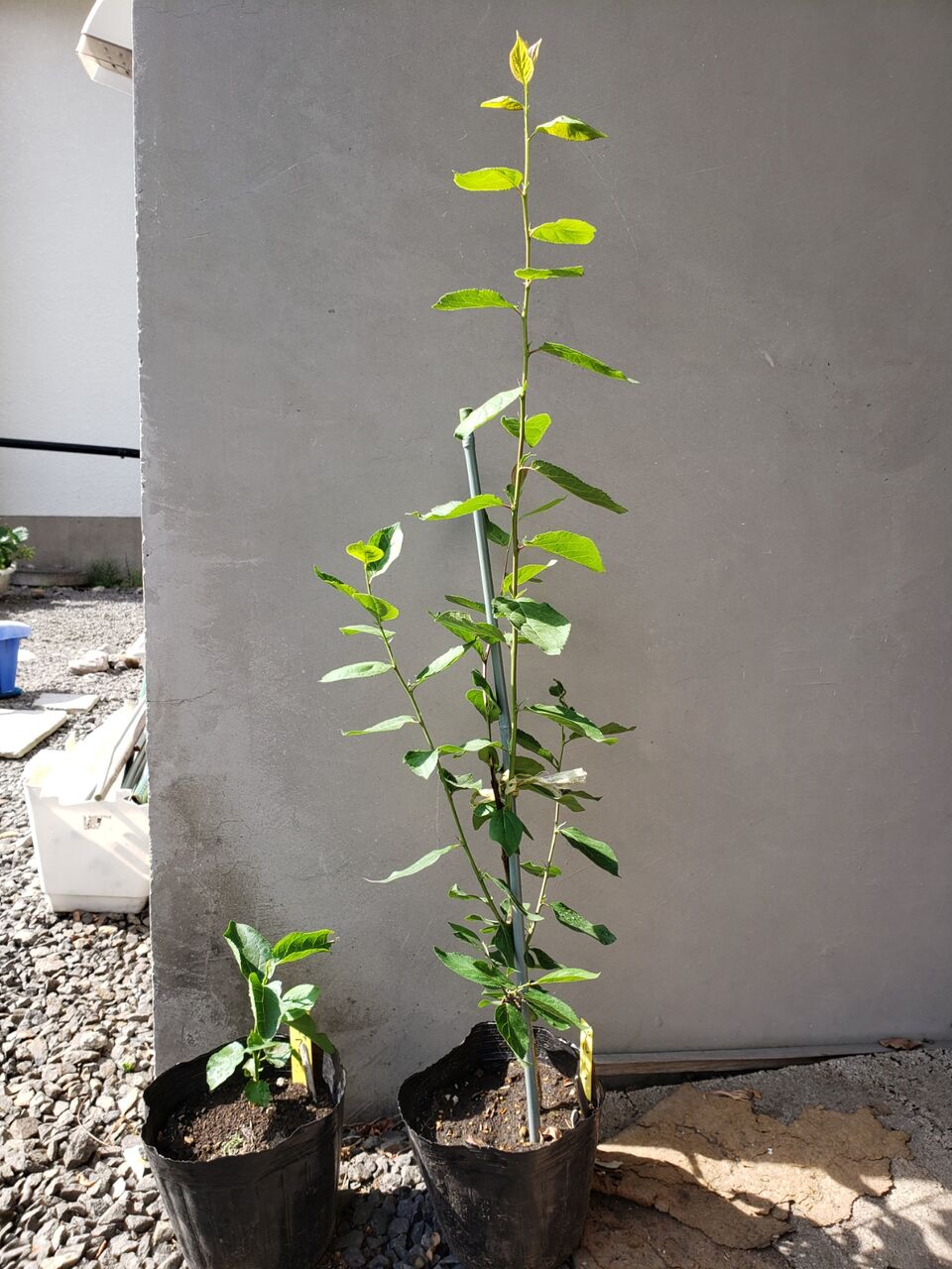 実生のプルーン 花壇と家庭菜園 手入れ記録