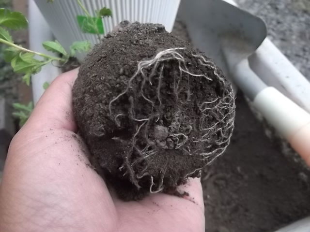 サンブリテニアの挿し芽 その4 花壇と家庭菜園 手入れ記録 サンブリテニアの挿し芽 その4 花壇と家庭菜園 手入れ記録