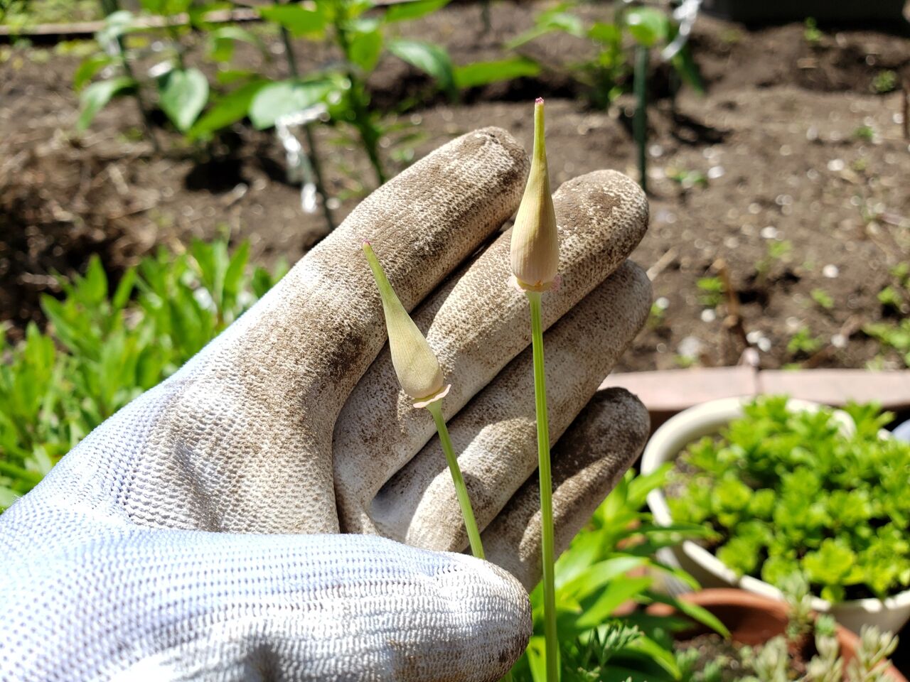 カリフォルニアポピー 花の咲き方 花壇と家庭菜園 手入れ記録