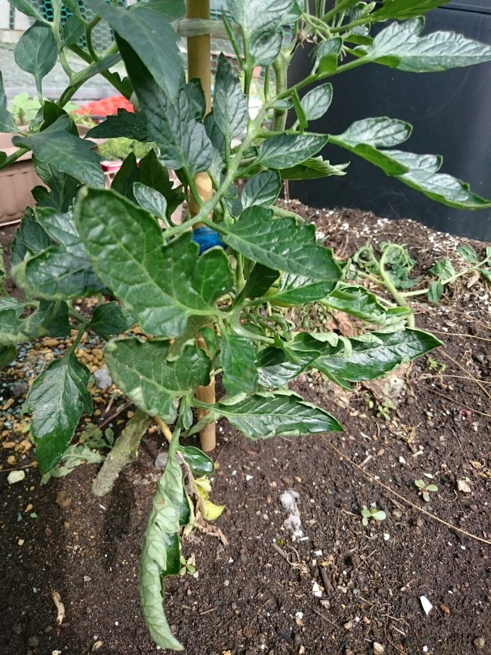 トマトの葉が丸まる 花壇と家庭菜園 手入れ記録