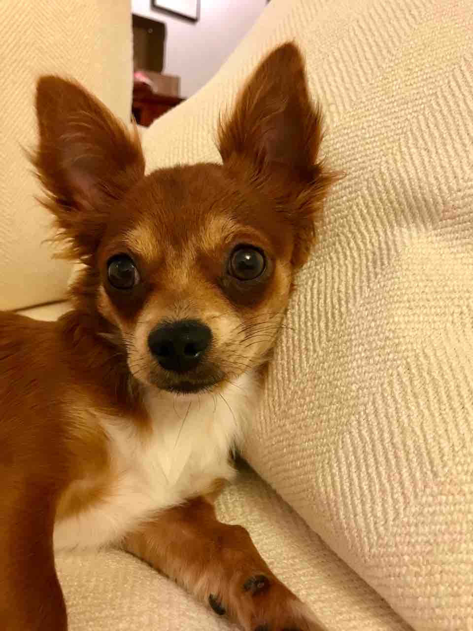 ヨッシー成長記録 フィリピンマニラ駐在ワイフ日記 ヨッシー成長記録 フィリピンマニラ駐在ワイフ日記