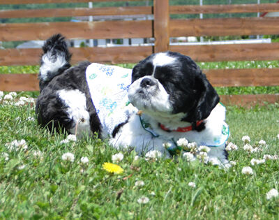 e83f67d022a8da06f81a7493db6f8228