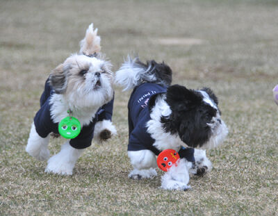 990828c1d6b04f70dabe0c37fb77d0f5