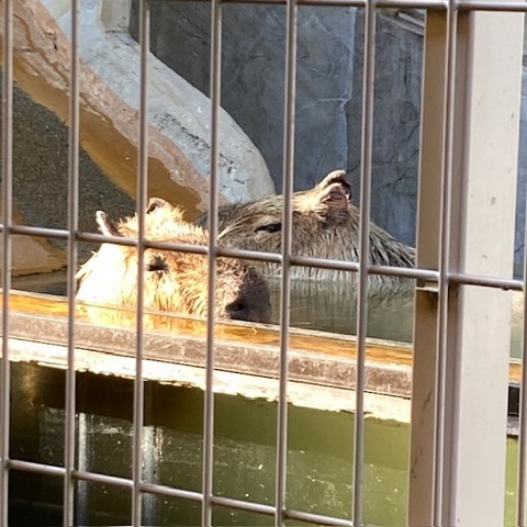 newreomaworld-2022-11-20-1