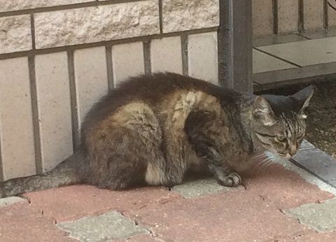 straycat_170908_4