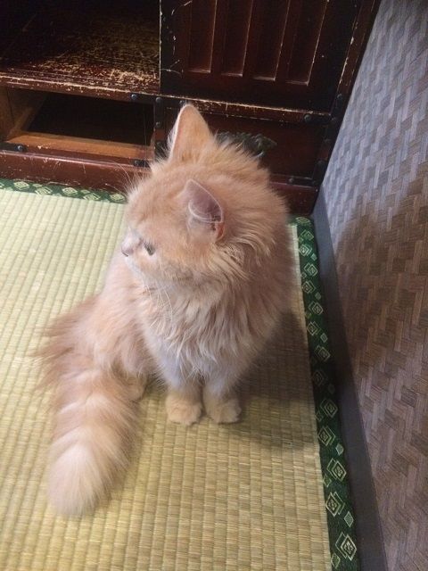 cat_cafe_170605_4