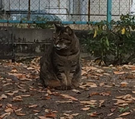 無職のおっさんの昼散歩 にゃんこと久しぶりに遭遇 四十郎おっさんが綴る映画やアニメの感想まがい 無職のおっさんの昼散歩 にゃんこと久しぶりに遭遇 四十郎おっさんが綴る映画やアニメの感想まがい