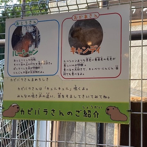 newreomaworld-2022-11-20-3