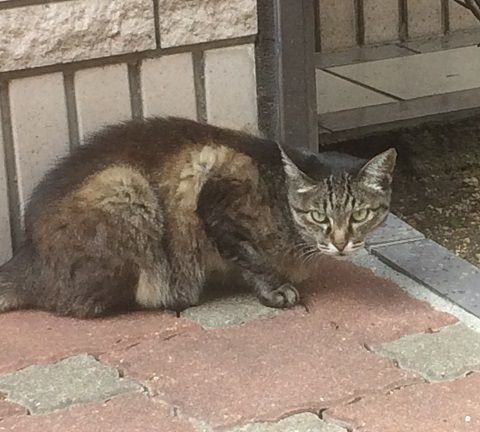 straycat_170908_3