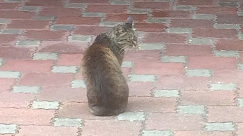 straycat_170908_1
