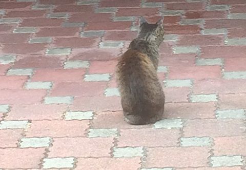 straycat_170908_2
